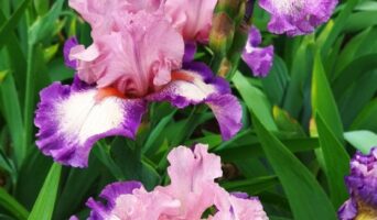 Выставка ириса стартует в Никитском саду 26 апреля